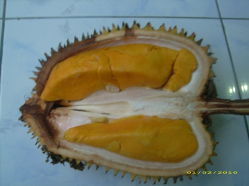 Pohon dan Buah