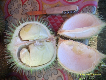 Pohon dan Buah