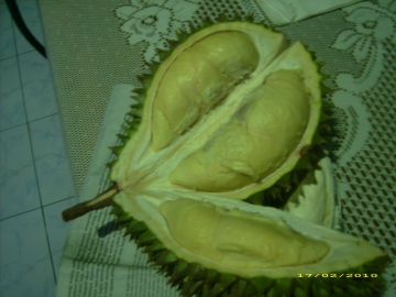 Pohon dan Buah