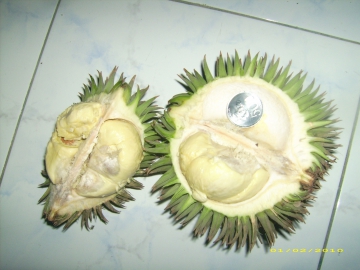 Pohon dan Buah