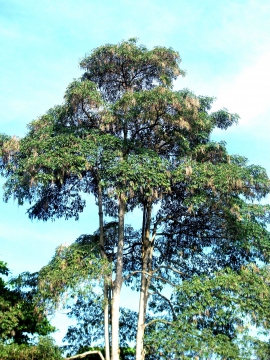 Pohon dan Buah