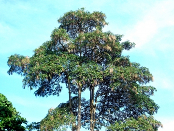 Pohon dan Buah