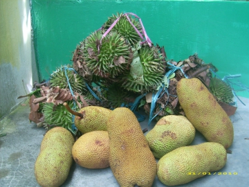 Pohon dan Buah